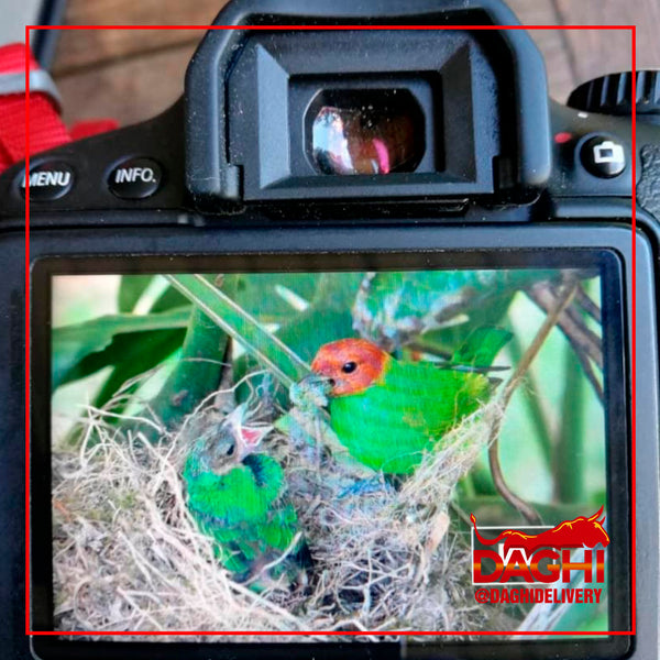 AVIS VIGILATE: UNA MIRADA A LA BIODIVERSIDAD DE AVES EN VENEZUELA