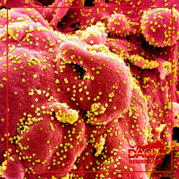 LOCALIZAN LOS TALONES DE AQUILES DE LOS CORONAVIRUS